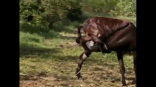 Cinsi üçümüz də Тунде